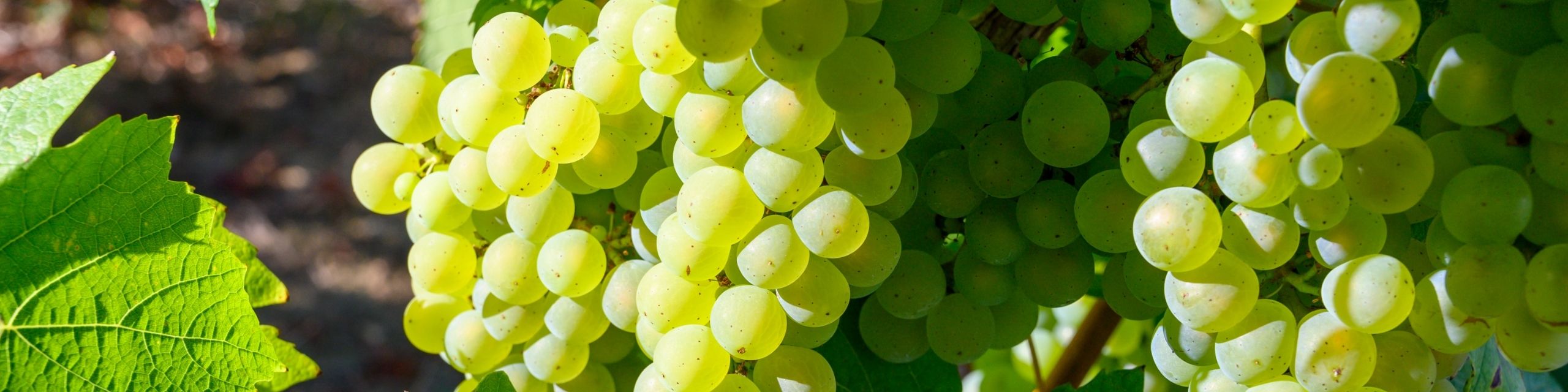 Savagnin
