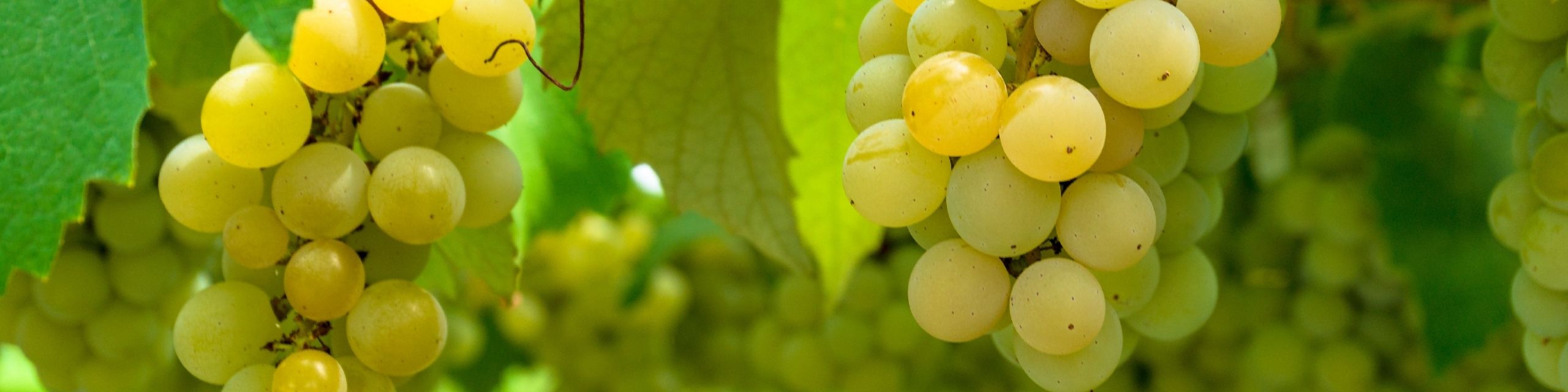 Semillon