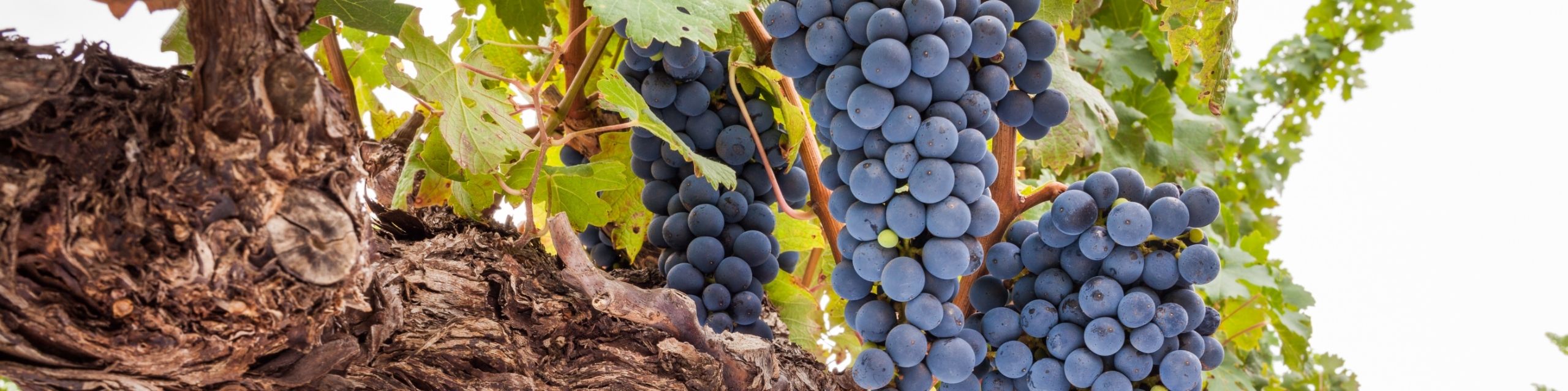 Shiraz