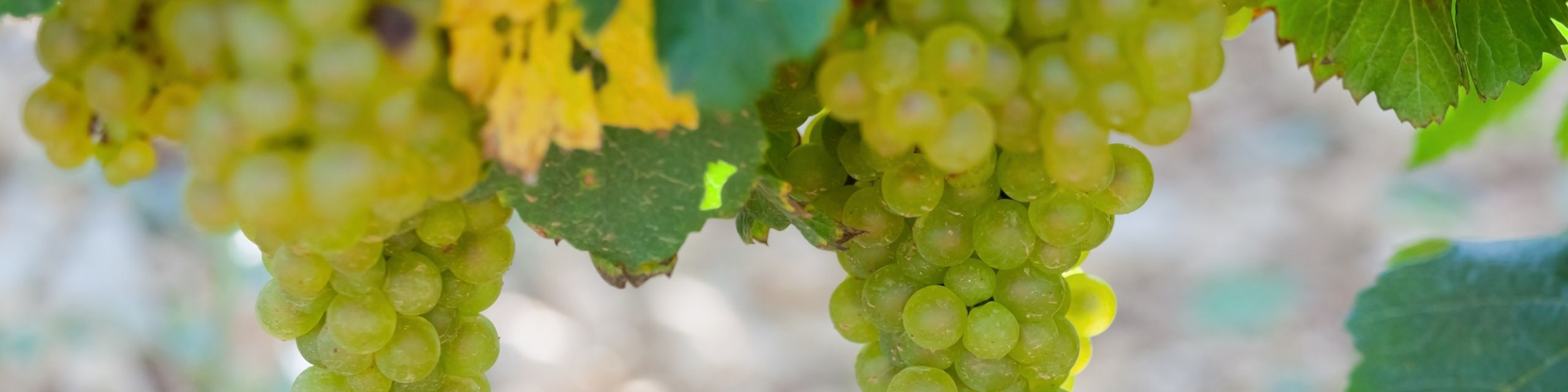 Sparkling Wine