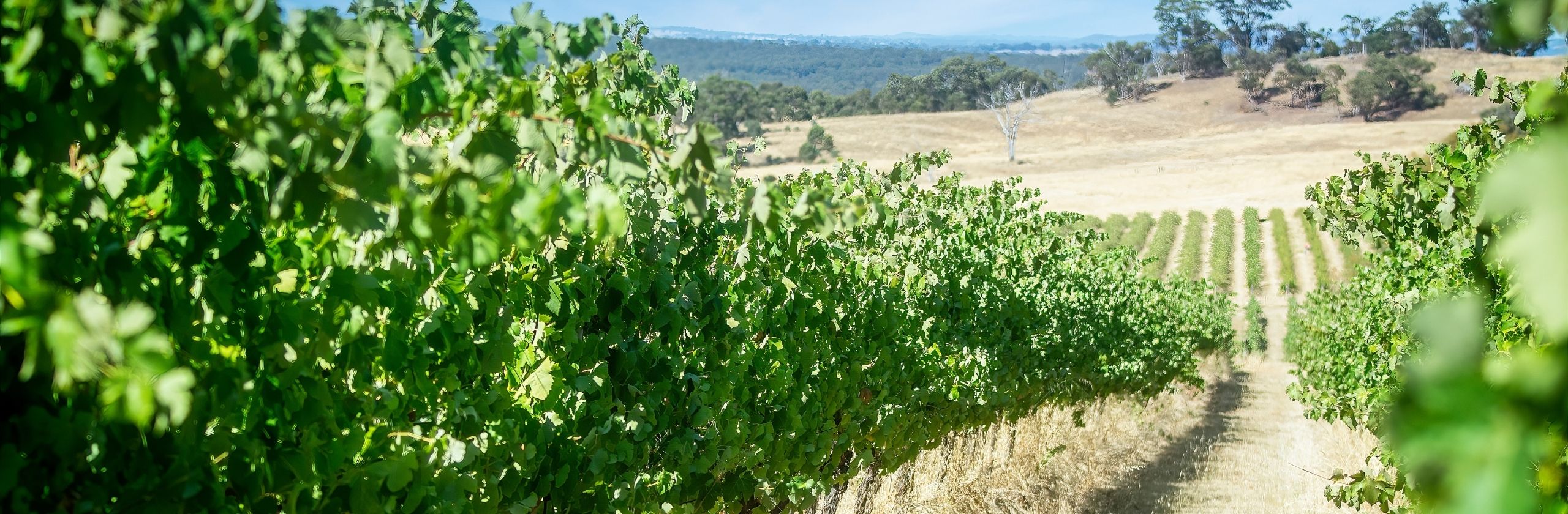 Strathbogie Ranges