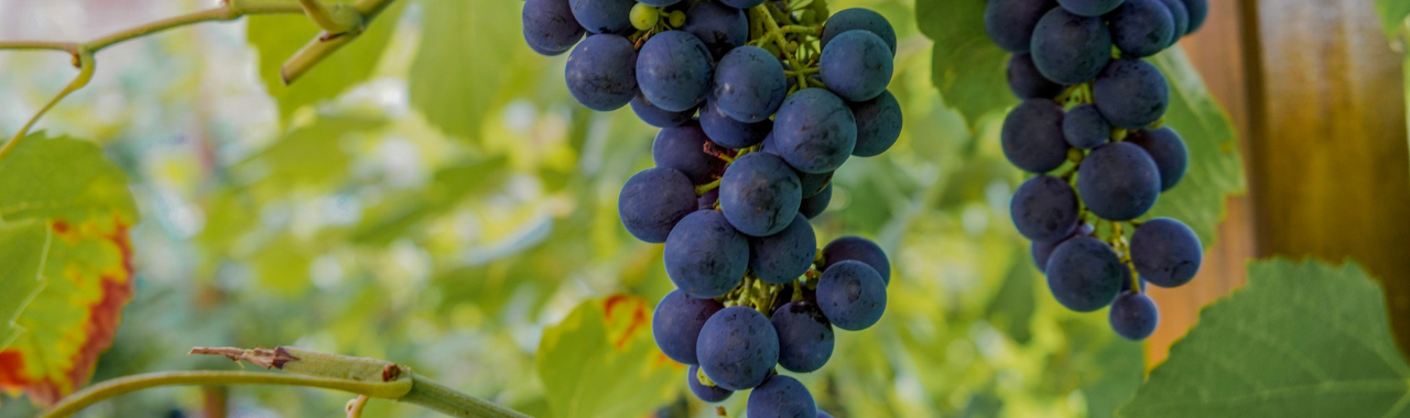 Tannat