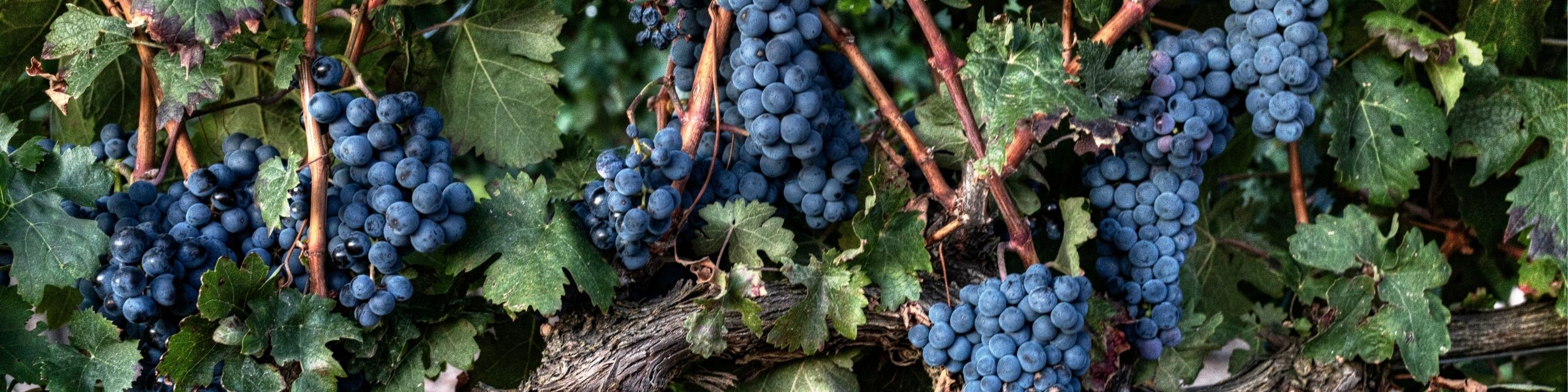 Tempranillo