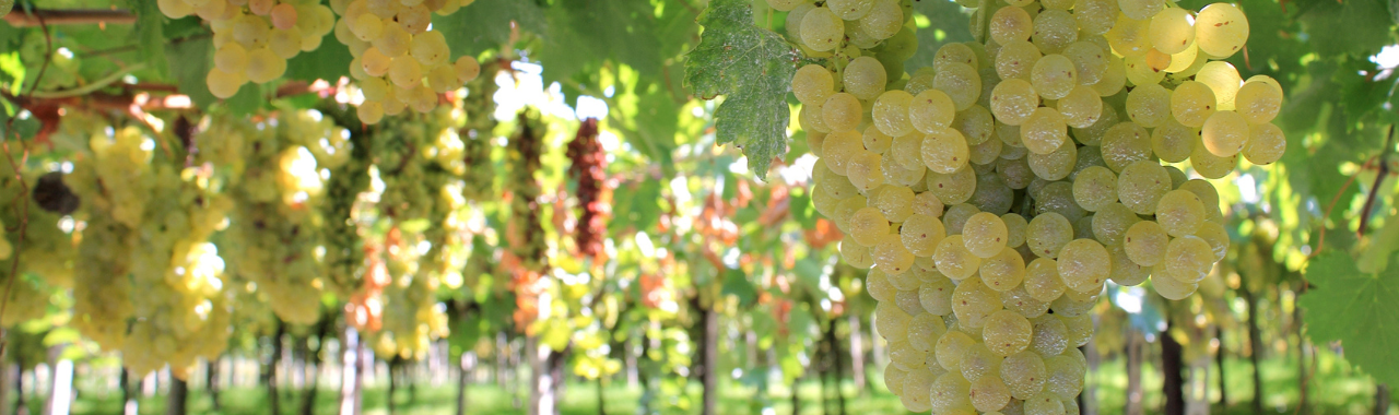 Trebbiano
