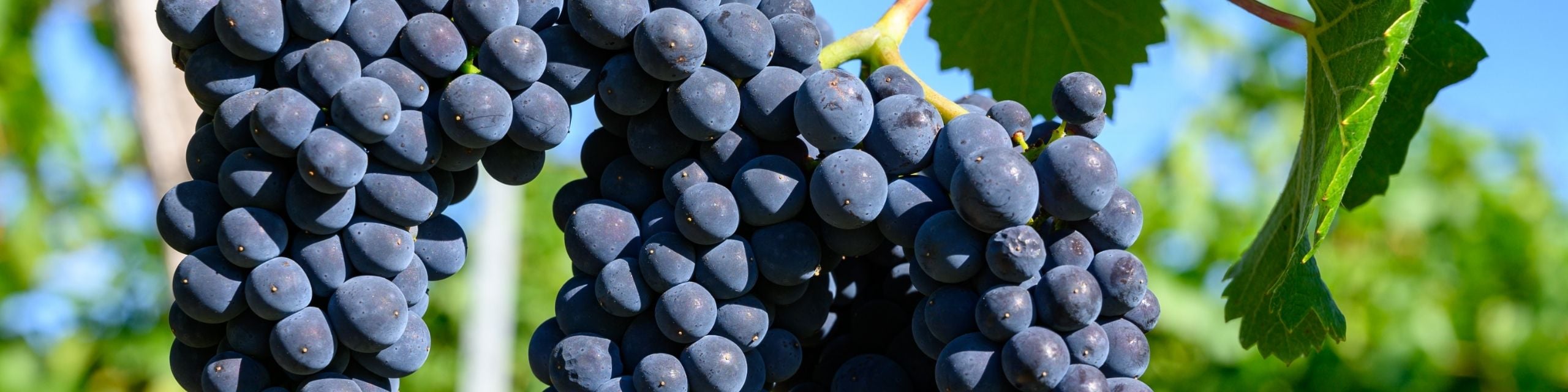 Trousseau