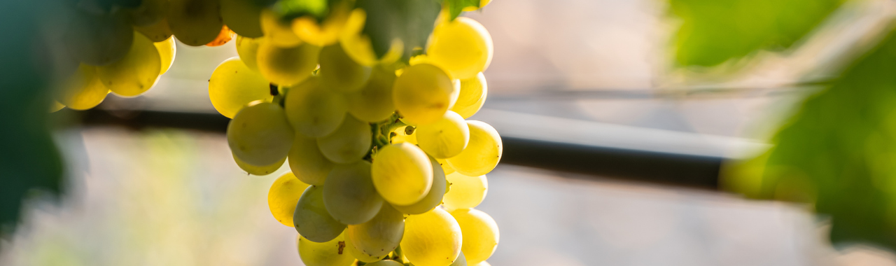 Verdejo