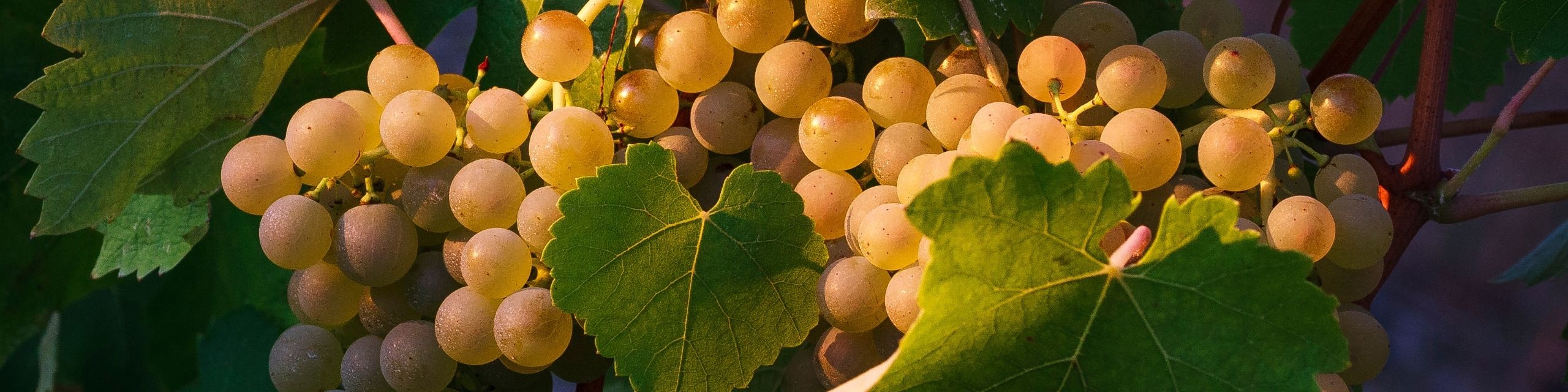 Verdicchio