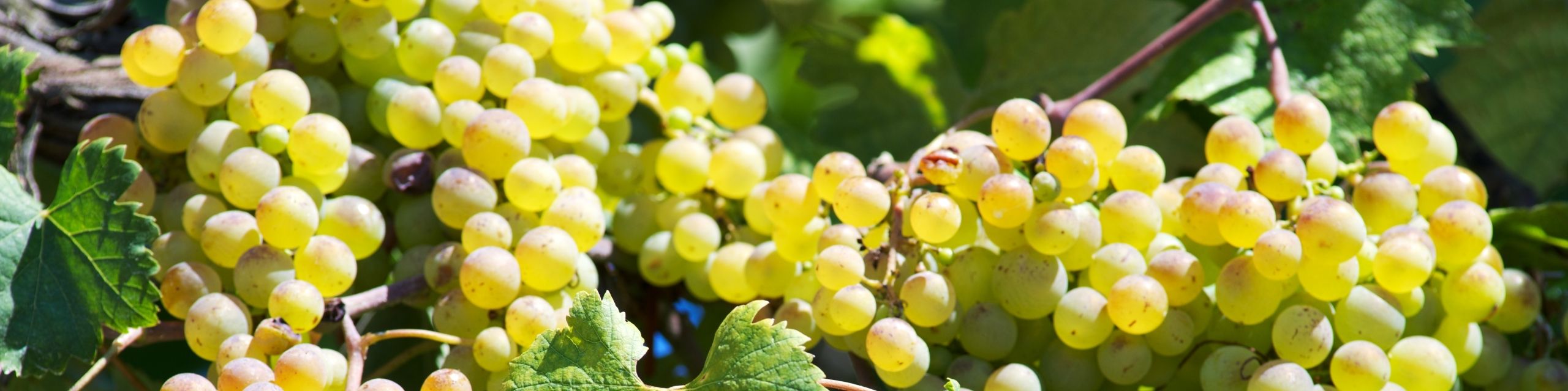 Vermentino