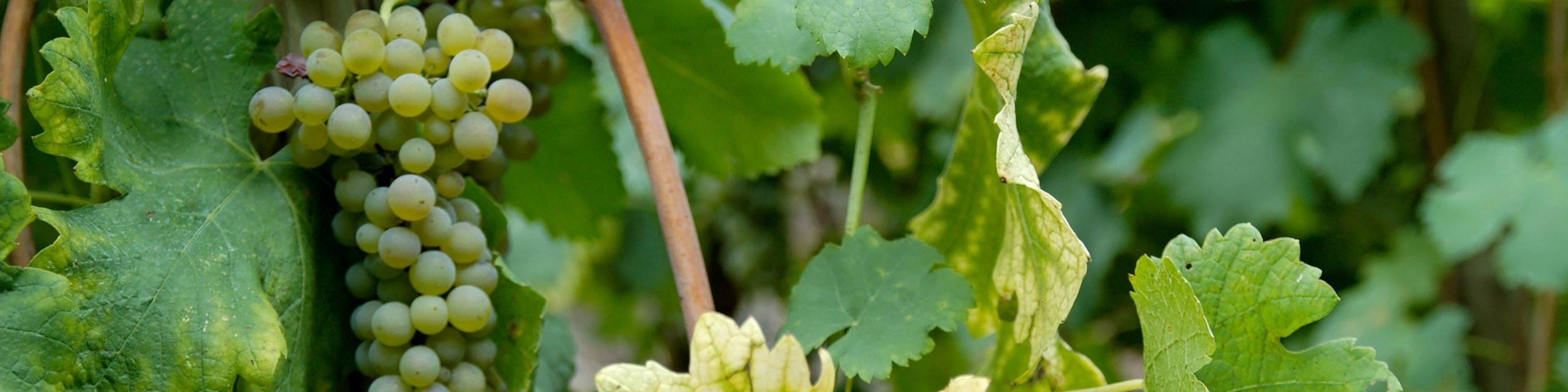 Viognier