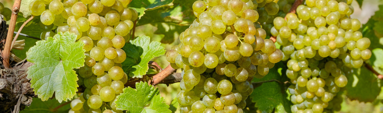 White Frontignac