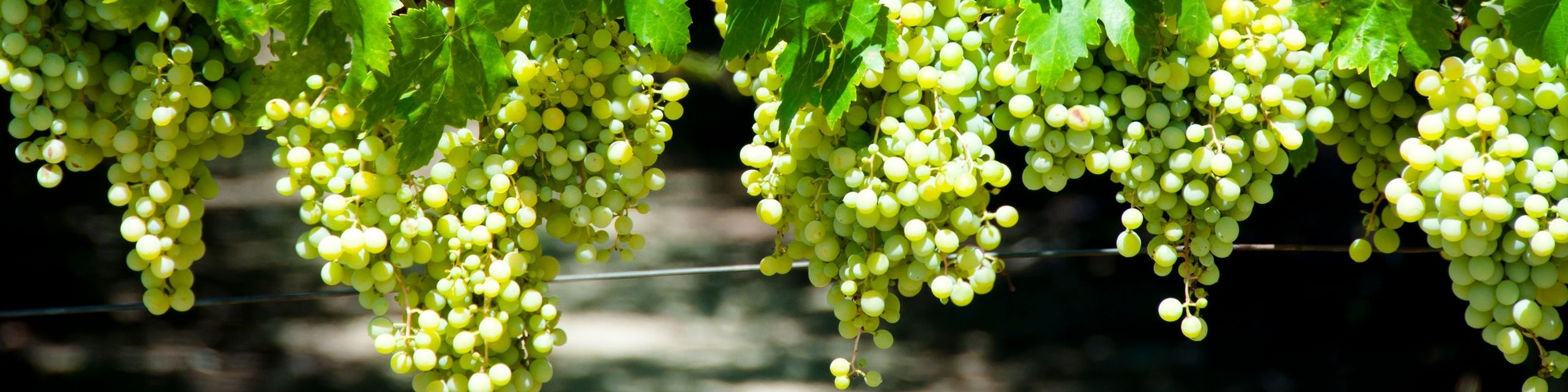 White Wine