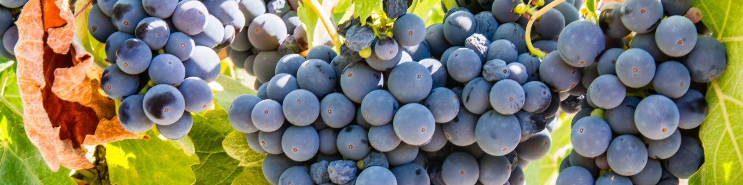 Zinfandel