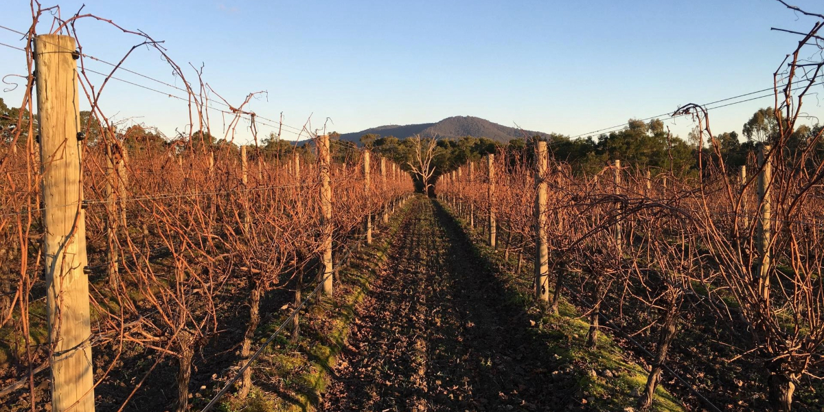 Pimpernel Vineyards
