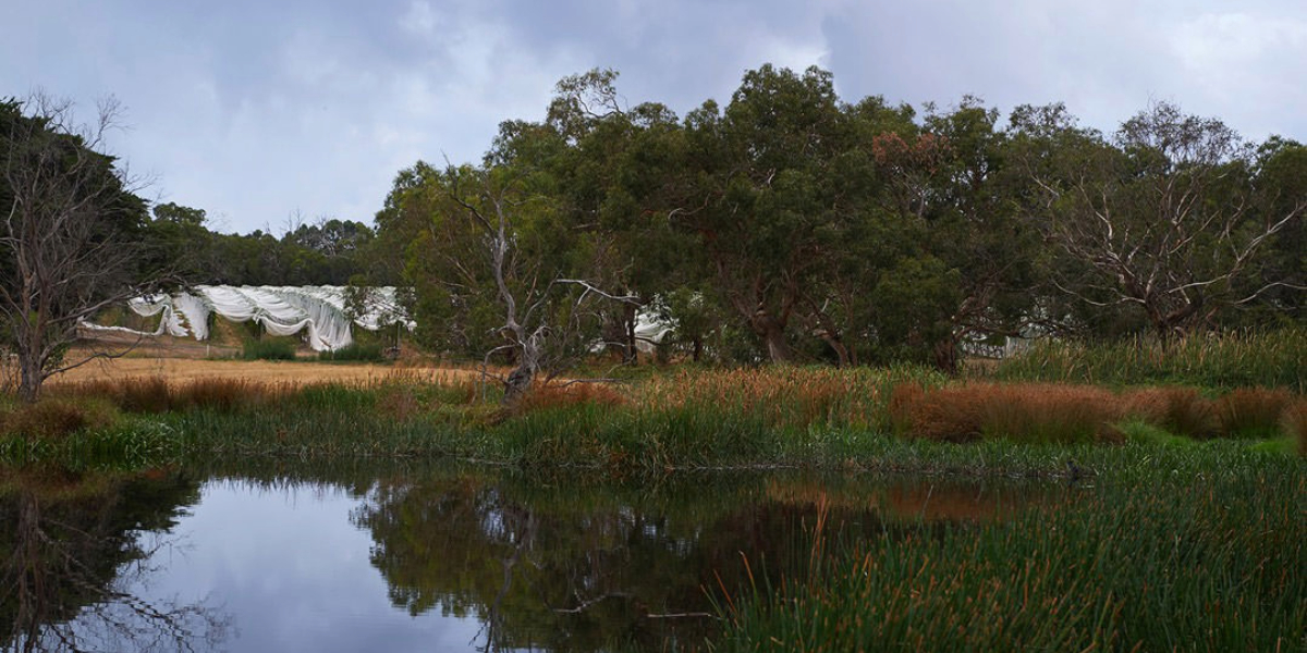 Port Phillip Estate & Kooyong Wines